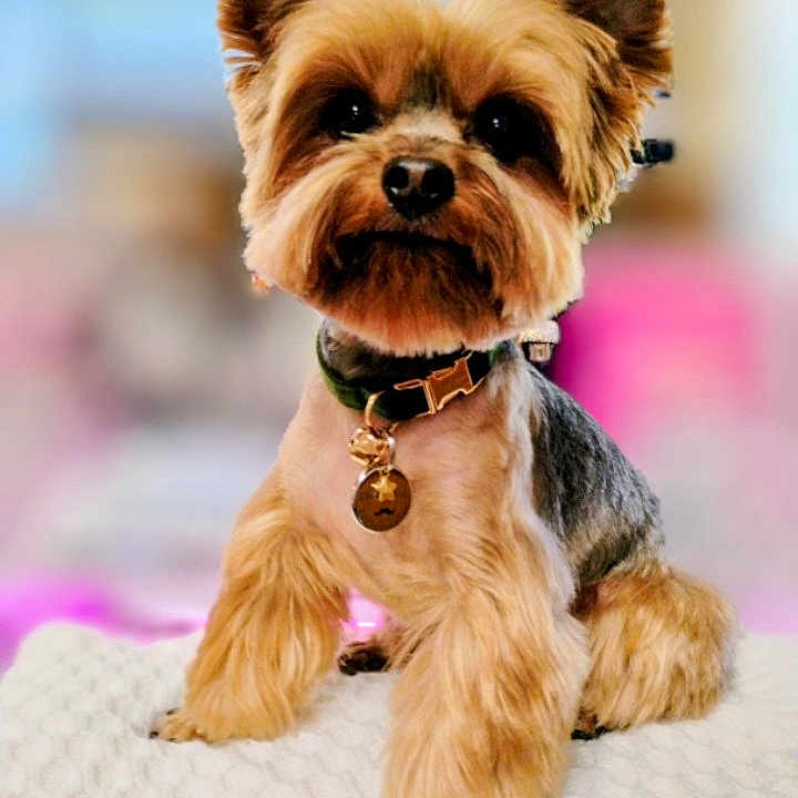 Chewie