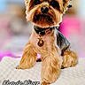Chewie joined the competition — help win amazing prizes! animal, blurry_background, close_up, collar, cute, dog, domestic_animal, fluffy, fur, indoor, indoor_lighting, looking_at_camera, pet, portrait, sitting, small_dog, soft_texture, text_overlay, well_groomed, yorkshire_terrier
