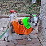 Albert a rejoint le concours — aidez-le/la à gagner de superbes lots ! animal_portrait, brown_fur, costume, cute, dog, grass, green_collar, halloween, leash, long_hair, orange, outdoor, pavement, pet, pumpkin_costume, sidewalk, small_dog, standing, tree, white_fur