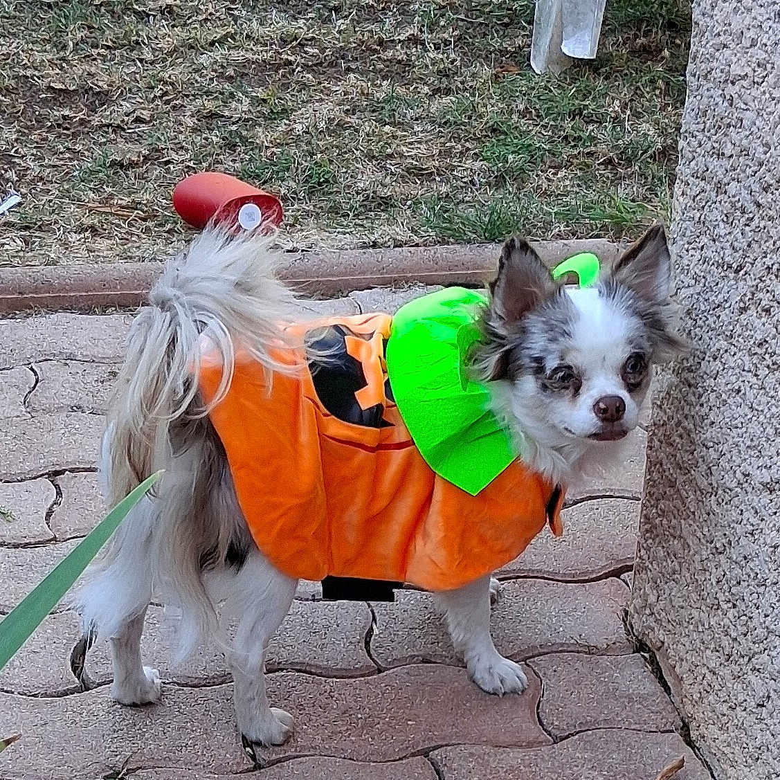 Albert