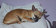 Saya a rejoint le concours — aidez-le/la à gagner de superbes lots ! animal, bed, bedroom, blanket, bulldog, canine, chihuahua, cushion, dog, frenchbulldog, furniture, homedecor, indoors, person, pet, pillow, puppy, room, sleeping, snout