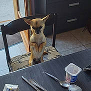 Saya a rejoint le concours — aidez-le/la à gagner de superbes lots ! animal, cabinet, chair, cutlery, dog, door, furniture, guilty, home, indoor, kitchen, package, pet, sitting, small_dog, table, tile_floor, window, wooden_chair, yogurt_cup