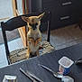 animal, cabinet, chair, cutlery, dog, door, furniture, guilty, home, indoor, kitchen, package, pet, sitting, small_dog, table, tile_floor, window, wooden_chair, yogurt_cup