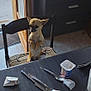 Saya a rejoint le concours — aidez-le/la à gagner de superbes lots ! chair, cutlery, dog, figurines, fork, furniture, glass, indoor, knife, messy_table, open_door, pepper_shaker, pet, salt_shaker, small_dog, spoon, table, tile_floor, waiting, yogurt_container