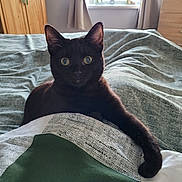 Luna joined the competition — help win amazing prizes! cat, black_cat, bed, blanket, duvet, bedding, paw, eyes, stare, portrait, indoor, bedroom, curtains, window, wardrobe, dresser, furniture, pet, cozy, animal