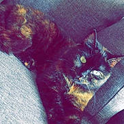 Cookie is registered to the contest to win money with this photo: animal, cat, comfortable, couch, domestic, ears, eyes, feline, fur, furniture, home, indoor, pet, relaxed, resting, sofa, stretching, texture, tortoiseshell, whiskers