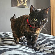 Cookie joined the competition — help win amazing prizes! cat, tortoiseshell, indoor, bed, bedding, striped, collar, pet, animal, feline, green_eyes, curious, walking, fur, whiskers, painting, wall_art, zen, decor, window_light