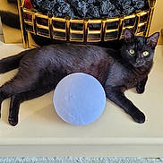 Luna joined the competition — help win amazing prizes! black_cat, cat, pet, feline, fireplace, hearth, gold_trim, decor, toy_ball, resting, lying_down, green_eyes, indoor, cozy, carpet, shelf, black_fur, looking_at_camera, domestic, home_interior