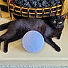 black_cat, black_fur, carpet, cat, cozy, decor, domestic, feline, fireplace, gold_trim, green_eyes, hearth, home_interior, indoor, looking_at_camera, lying_down, pet, resting, shelf, toy_ball