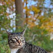 Sole is registered to the contest to win money with this photo: alert, animal, autumn, background_blur, calm, cat, closeup, fall, fur, green_eyes, leaves, mammal, nature, outdoor, pet, portrait, tabby, tree, whiskers, wildlife