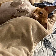 Bebe is registered to the contest to win money with this photo: dog, blanket, bed, bedding, plaid_shirt, relaxed, cozy, lying_down, pet, indoor, fur, ears, paw, comfort, resting, canine, sleepy, domestic_animal, animal, cute