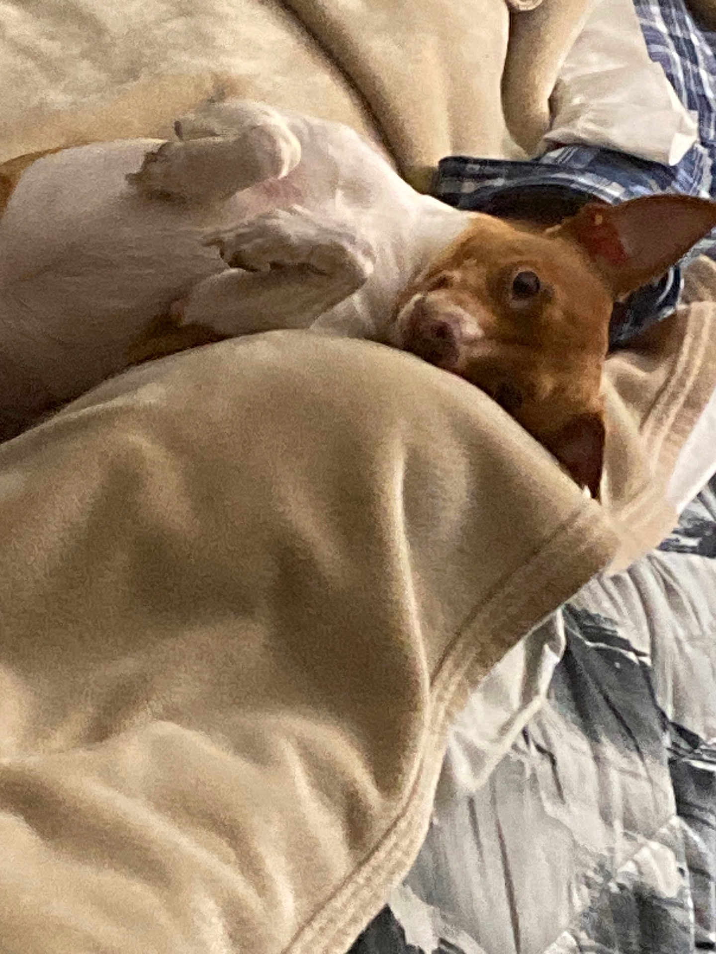 Bebe