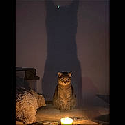 Nebula a rejoint le concours — aidez-le/la à gagner de superbes lots ! cat, shadow, candle, dark, indoor, feline, mystery, animal, pet, silhouette, light, glow, cozy, furniture, home, quiet, curious, calm, night, cute