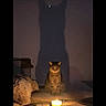 cat, shadow, candle, dark, indoor, feline, mystery, animal, pet, silhouette, light, glow, cozy, furniture, home, quiet, curious, calm, night, cute