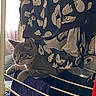 animal, cat, clothing, curious, cute, drying_rack, fabric, fur, hanger, household, indoor, kitten, laundry, light, pet, resting, striped, tabby, whiskers, window