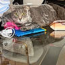 animal, black_bag, cat, charger_cable, closeup, clutter, curious, domestic_cat, feline, folded_fabric, glass_table, gray_tabby, household_items, indoor, pet, plastic_bag, reflection, resting, tabletop, yellow_eyes