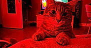 Nebula participe au concours pour gagner de l'argent avec cette photo : animal, blanket, cat, couch, cozy, curious, door, floor, furniture, home, indoor, living_room, paws, pet, red_light, relaxing, soft_texture, tabby_cat, television, warm_light