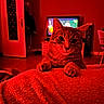 animal, blanket, cat, couch, cozy, curious, door, floor, furniture, home, indoor, living_room, paws, pet, red_light, relaxing, soft_texture, tabby_cat, television, warm_light