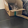 animal, box, cardboard_box, cat, cozy, curiosity, curious, cute, feline, floor, gray, home, indoor, peeking, pet, resting, small_space, tabby, tile, wrapped_furniture
