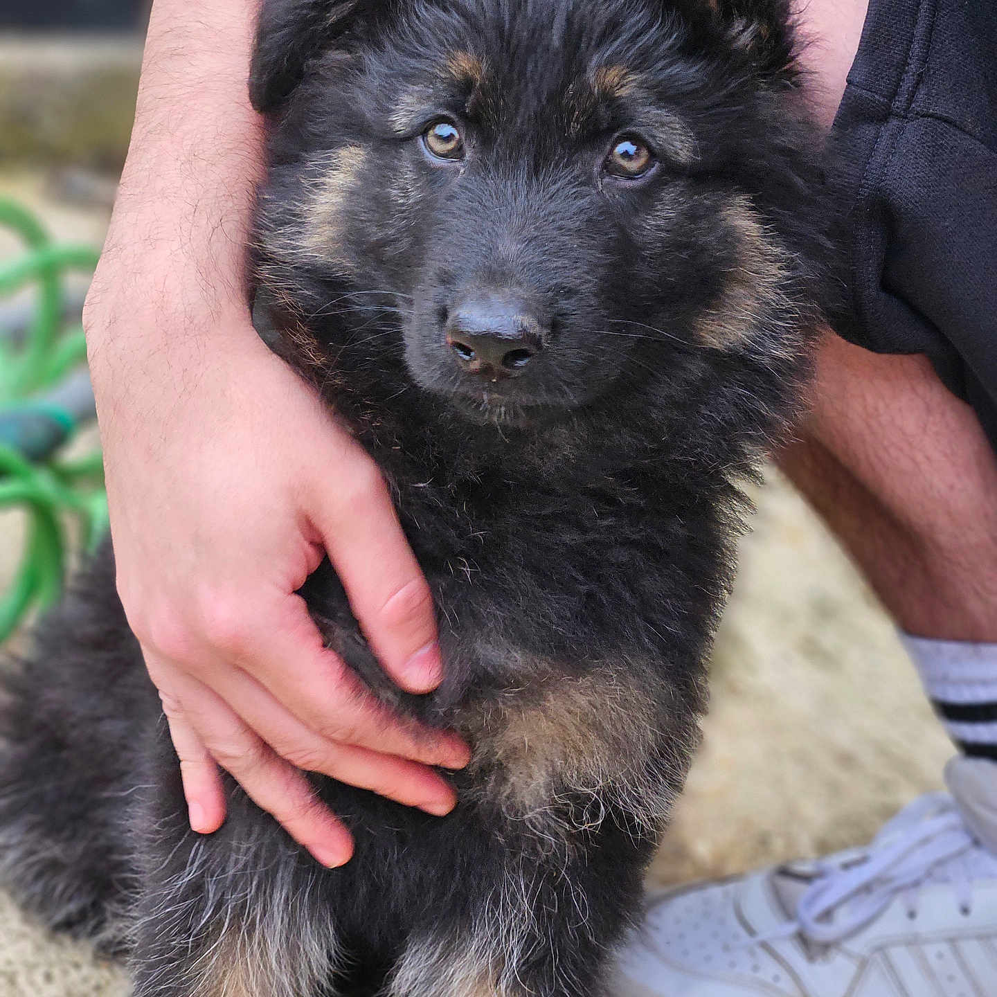 Buddy is registered to the contest to win money with this photo: alloywheel, animal, ankle, bodypart, canine, car, carwheel, clothing, dog, finger, footwear, germanshepherd, hand, husky, person, pet, puppy, runningshoe, shoe, sneaker