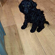 Hugo is registered to the contest to win money with this photo: puppy, dog, black_dog, indoor, wooden_floor, pet, sitting, cute, furry, floor, animal, young_dog, domestic_animal, small_dog, household, chair_leg, shelf, toy, reflection, home