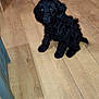 puppy, dog, black_dog, indoor, wooden_floor, pet, sitting, cute, furry, floor, animal, young_dog, domestic_animal, small_dog, household, chair_leg, shelf, toy, reflection, home