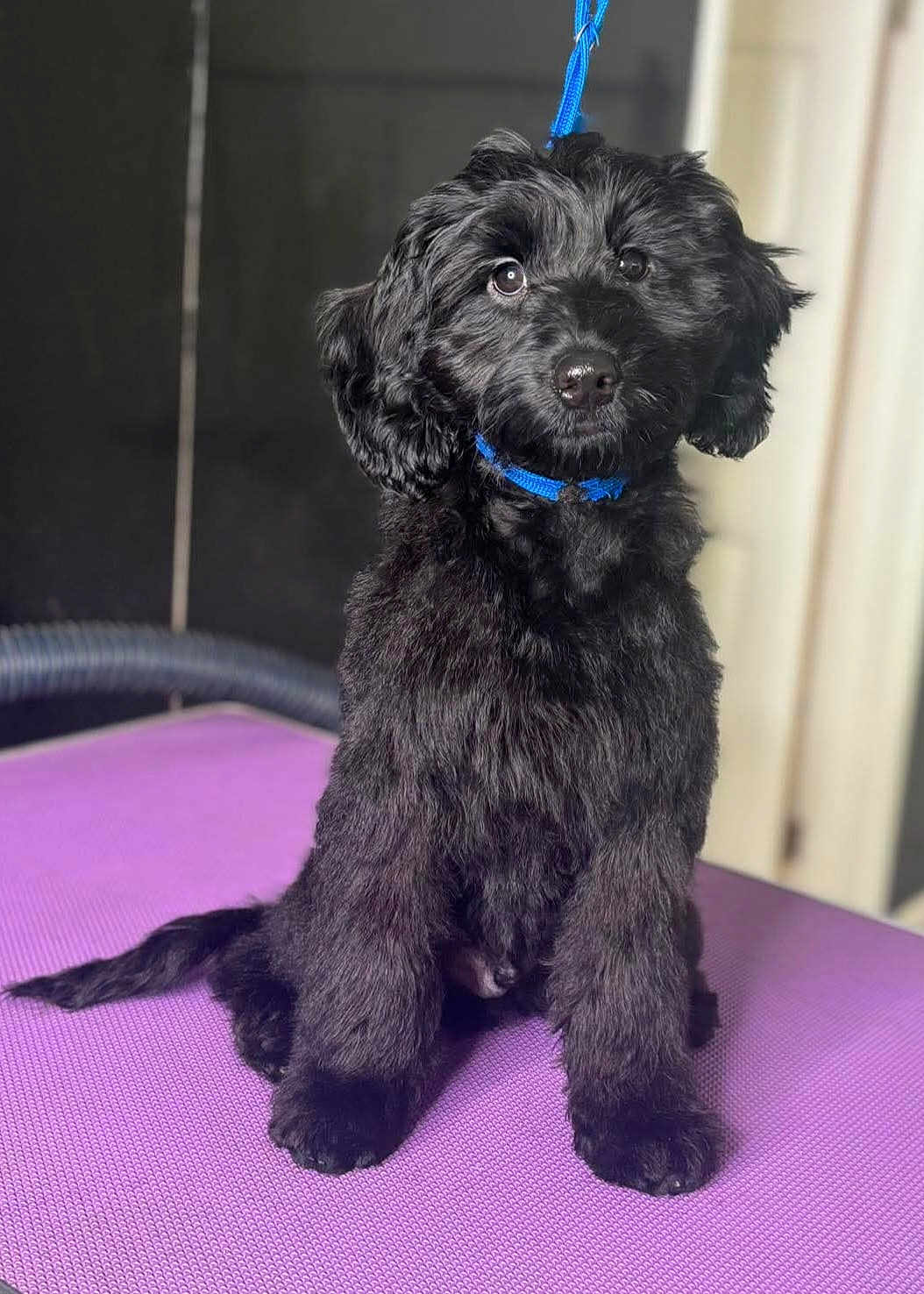 Hugo