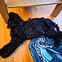 Hugo is registered to the contest to win money with this photo: dog, black_dog, curly_fur, floor, wooden_floor, blanket, blue_blanket, indoor, pet, animal, lying_down, resting, relaxed, furniture, table_leg, cozy, home, domestic_animal, sleeping, quiet