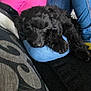 Hugo is registered to the contest to win money with this photo: puppy, dog, sleeping, black_fur, denim, lap, couch, cushion, indoor, resting, cozy, pet, animal, fur, cute, relaxing, home, furniture, closeup, companion