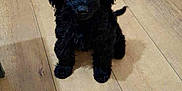 Hugo is registered to the contest to win money with this photo: puppy, dog, black_dog, sitting, indoor, wooden_floor, curious, pet, animal, young_dog, fur, floor, domestic, cute, small_dog, looking_up, household, cozy, companion, canine