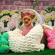 Honey Bear joined the competition — help win amazing prizes! dog, small_dog, yorkshire_terrier, pink_bow, pink_sweater, knitted_blanket, basket, plush_toy, green_bunny, pink_bunny, grass, flower, flower_bed, white_picket_fence, brick_wall, indoor_garden, cute, pet, portrait, decorative