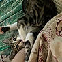 Onion joined the competition — help win amazing prizes! cat, tabby, pet, indoor, blanket, bed, resting, stretching, paw, fur, cute, whiskers, sleepy, animal, domestic, cozy, pattern, striped, relaxing, comfort