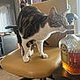 Onion joined the competition — help win amazing prizes! cat, tabby_cat, office_chair, bottle, whisky, crown_royal, indoor, carpet, furniture, table, curtains, shelves, sniffing, pet, animal, brown, white, black, curious, domestic
