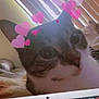 cat, laptop, screen, hearts, window_blinds, plant, keyboard, digital_effect, close_up, indoor, pet, technology, cute, face, whiskers, ears, curious, cozy, home, photo_booth