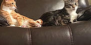 Onion joined the competition — help win amazing prizes! cat, orange_cat, tabby_cat, leather_chair, indoor, pet, feline, animal, resting, seated, fur, whiskers, ears, paw, domestic_animal, cute, companion, home, relaxing, curious