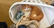 Archie joined the competition — help win amazing prizes! cat, orange_cat, white_cat, fluffy, longhaired, pet, animal, feline, sitting, lying_down, looking_at_camera, laundry_basket, clothes, clothing, blanket, towels, carpet, indoors, home, portrait