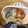 cat, orange_cat, white_cat, fluffy, longhaired, pet, animal, feline, sitting, lying_down, looking_at_camera, laundry_basket, clothes, clothing, blanket, towels, carpet, indoors, home, portrait