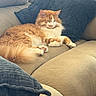 Archie joined the competition — help win amazing prizes! cat, orange_cat, white_cat, fluffy, long_hair, furry, pet, animal, lounging, sleepy, relaxed, sitting, sofa, couch, cushion, pillow, indoor, living_room, close_up, whiskers