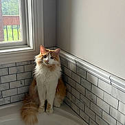 Archie is registered to the contest to win money with this photo: cat, long_hair, orange_and_white, fluffy, pet, animal, sitting, bathtub, bathroom, window, sunlight, indoor, tile, wall, home, portrait, feline, tail, whiskers, cute