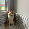 cat, long_hair, orange_and_white, fluffy, pet, animal, sitting, bathtub, bathroom, window, sunlight, indoor, tile, wall, home, portrait, feline, tail, whiskers, cute