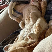 Archie joined the competition — help win amazing prizes! cat, orange_cat, white_cat, sleeping, relaxed, fluffy, paws, blanket, cozy, indoor, pet, feline, resting, cute, fur, comfort, animal, nap, soft, home