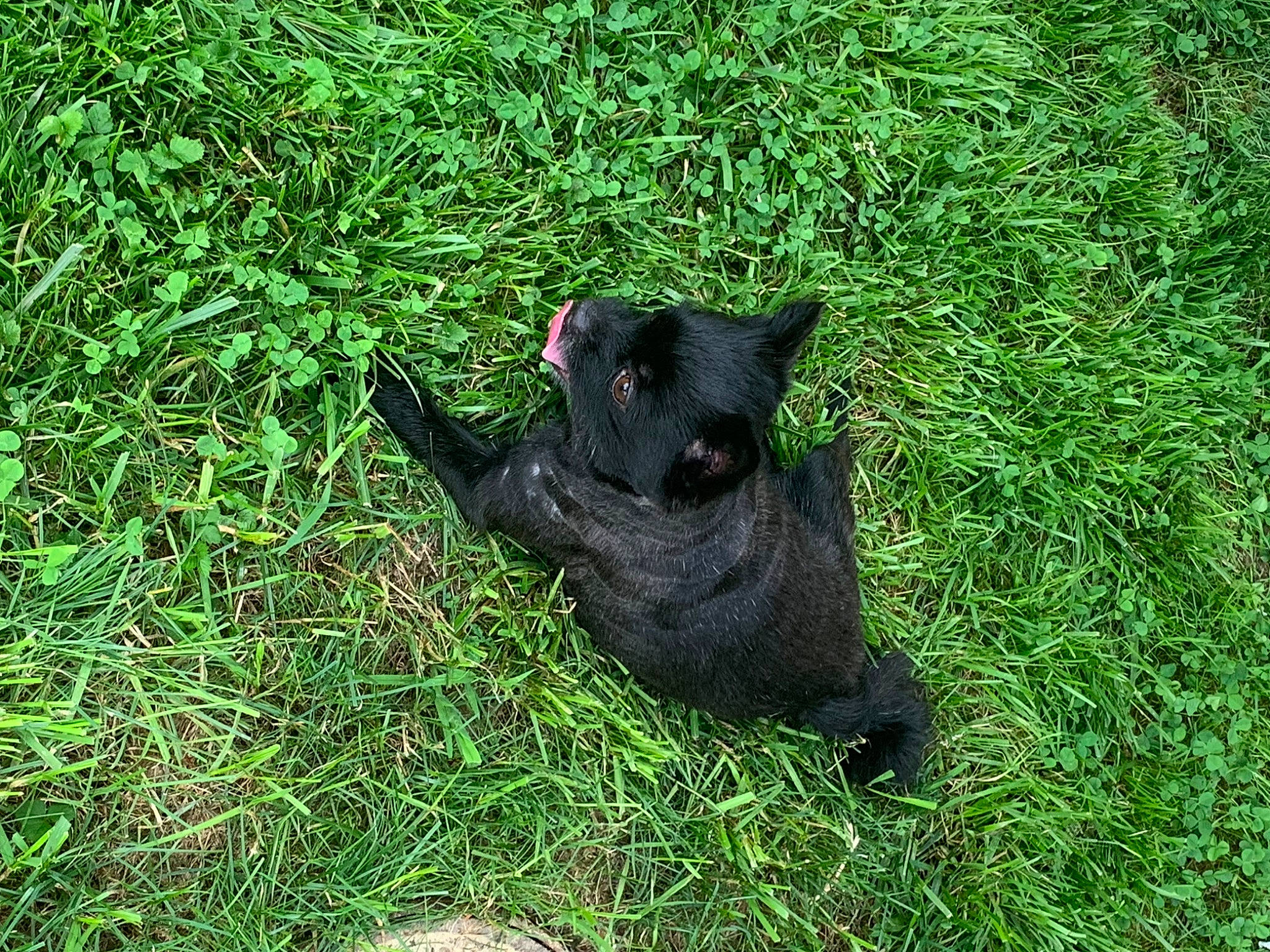 Mochi joined the competition — help win amazing prizes! canidae, carnivore, dog_breed, fawn, felidae, fur, grass, grassland, groundcover, non_sporting_group, plant, small_to_medium_sized_cats, sporting_group, tail, terrestrial_animal, terrestrial_plant, working_animal