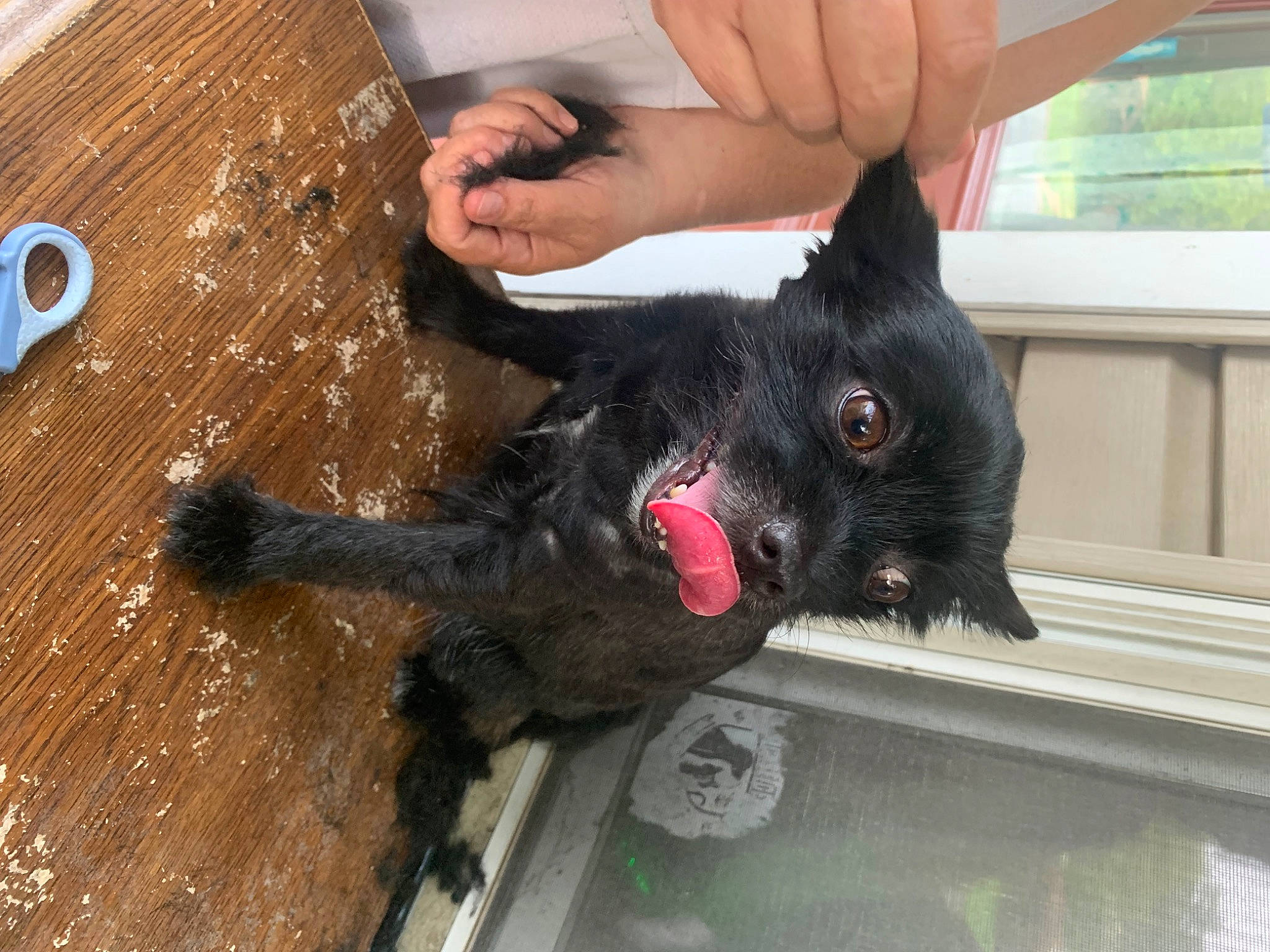 Mochi joined the competition — help win amazing prizes! canidae, carnivore, claw, companion_dog, dog, dog_breed, domestic_short_haired_cat, felidae, fur, gesture, hardwood, small_to_medium_sized_cats, snout, sporting_group, tail, varnish, whiskers, window, wood, working_animal