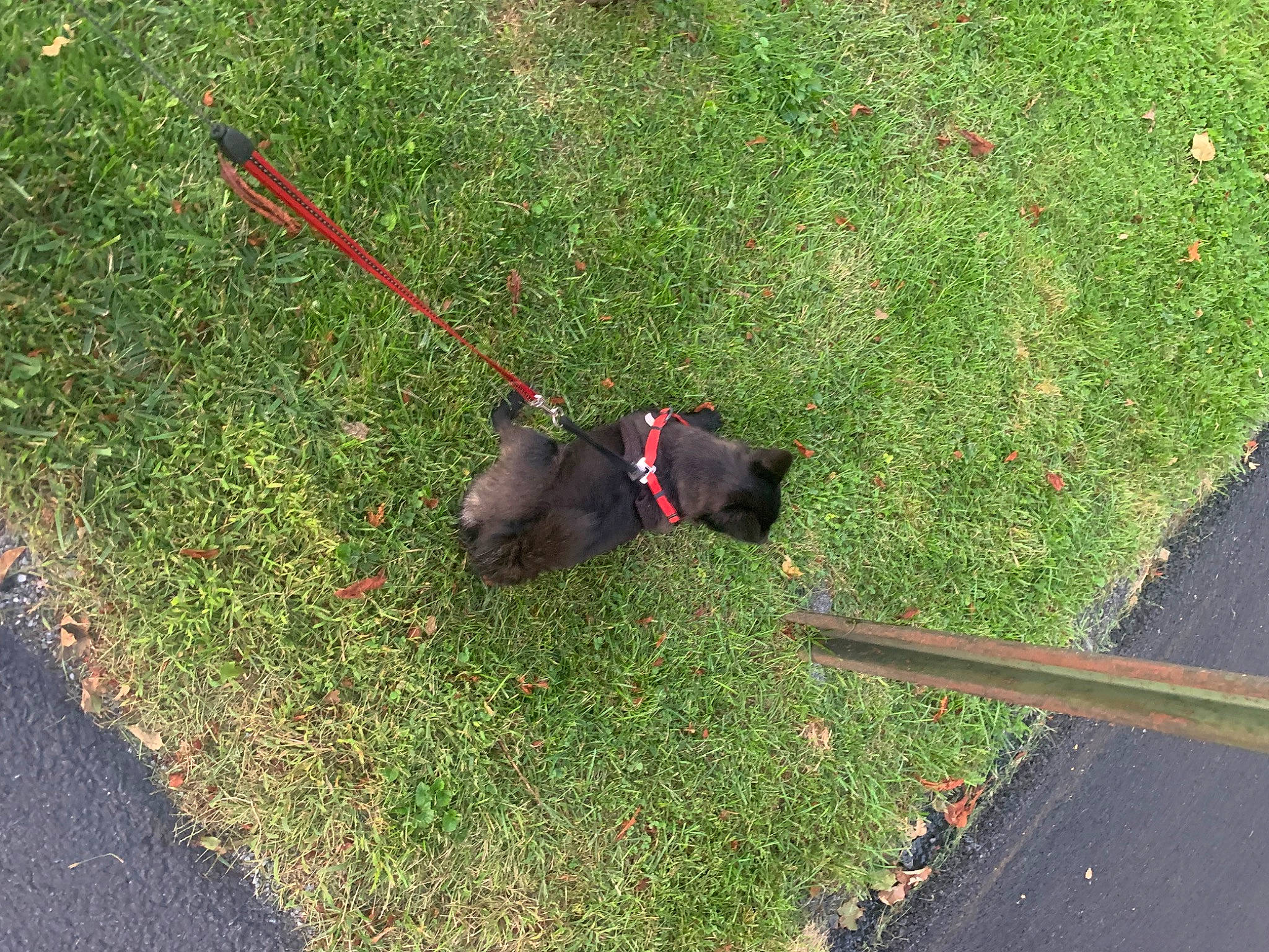 Mochi is registered to the contest to win money with this photo: asphalt, canidae, carnivore, concrete, dog, dog_breed, grass, grass_family, groundcover, lawn, leash, plant, road, road_surface, shadow, shrub, sidewalk, sporting_group, tail, tar