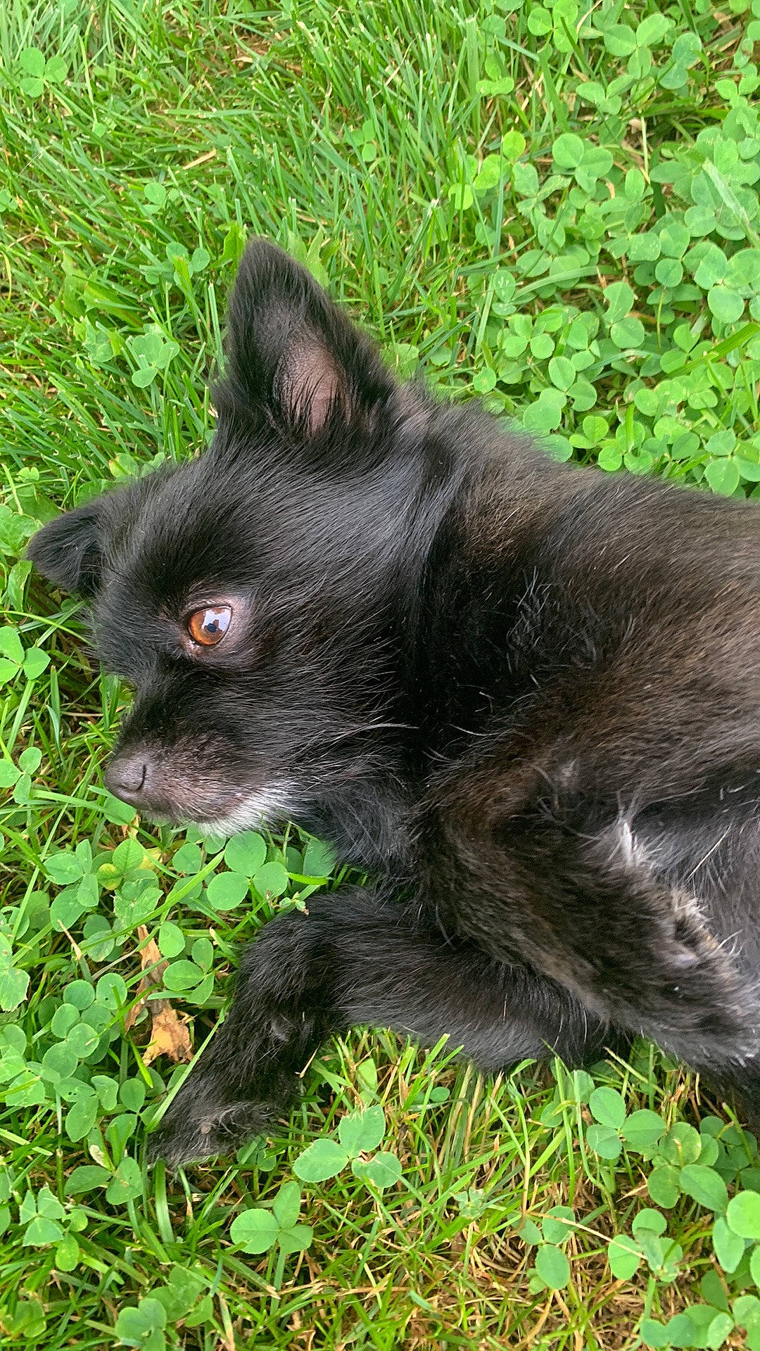 Mochi is registered to the contest to win money with this photo: black_cat, bombay, canidae, carnivore, companion_dog, dog_breed, domestic_short_haired_cat, eye, fawn, felidae, fur, grass, liver, plant, small_to_medium_sized_cats, snout, sporting_group, terrestrial_animal, whiskers, working_animal