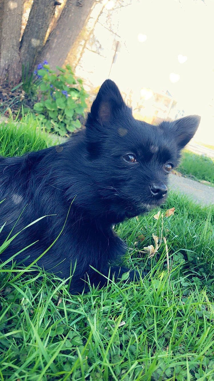 Mochi is registered to the contest to win money with this photo: canidae, carnivore, dog, dog_breed, grass, mammal, schipperke, vertebrate