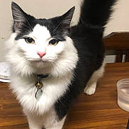 Daisy is registered to the contest to win money with this photo: animal, bell, black_and_white, cat, closeup, collar, curious, domestic_cat, ears, eyes, feline, fluffy, fur, indoor, pet, standing, table, tail, whiskers, wooden_table