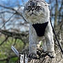 Smokey joined the competition — help win amazing prizes! cat, scottish_fold, animal, pet, tree, outdoor, harness, fur, whiskers, nature, branch, closeup, daylight, mammal, wildlife, portrait, walking, gray, green, sky