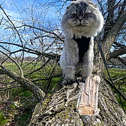 Smokey is registered to the contest to win money with this photo: cat, fluffy_cat, tree, outdoor, nature, leash, harness, animal, pet, sky, branches, wood, fur, mammal, daylight, closeup, walk, forest, park, greenery