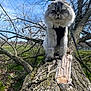 cat, fluffy_cat, tree, outdoor, nature, leash, harness, animal, pet, sky, branches, wood, fur, mammal, daylight, closeup, walk, forest, park, greenery